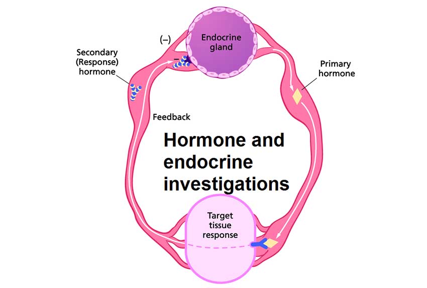 hormone-and-endocrine-investigations
